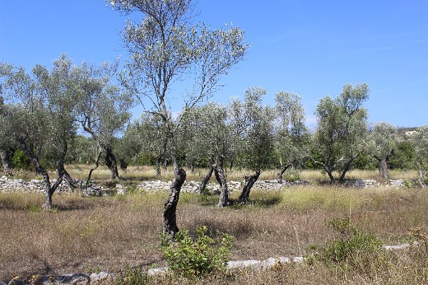 5. Stáří olivových hájů nad městem Budva se odhaduje na 2 tisíce let